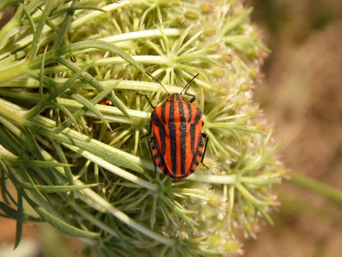 Pentatomidae: Graphosoma lineatum italicum (Lombardia)